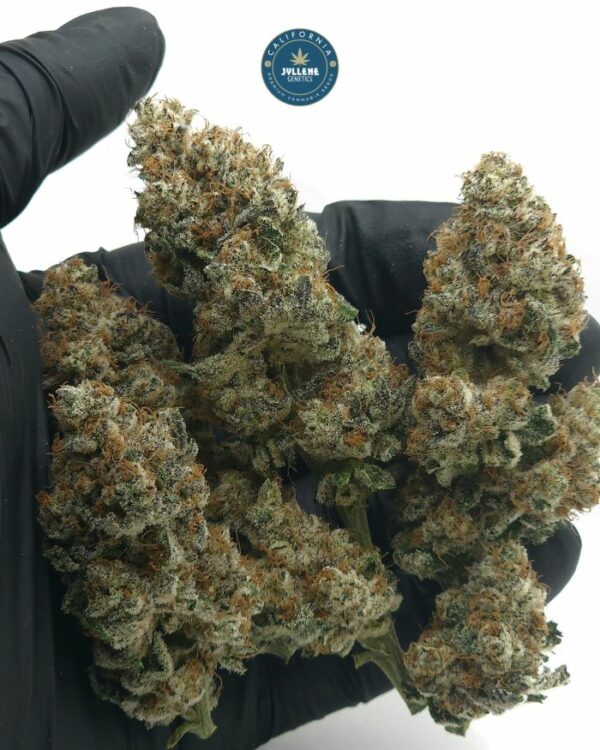 Fizzberry - Image 4