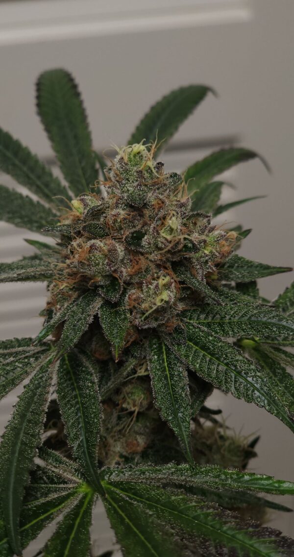 Gasberry Burzt - Image 4